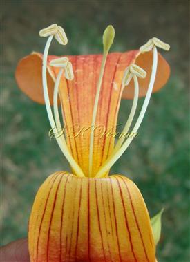  Flower showing Corolla throat, Stamens and Pistil